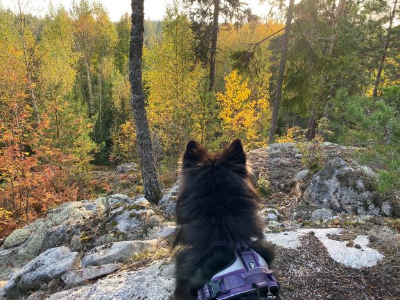 Bergvik nature trail autumn view