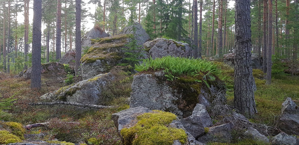 Glacial erratics near Harmaakallio - Valko exercise and skiing track in Loviisa.