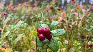 Lingonberries