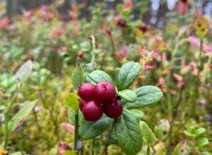 Lingonberries