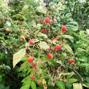 Wild raspberries