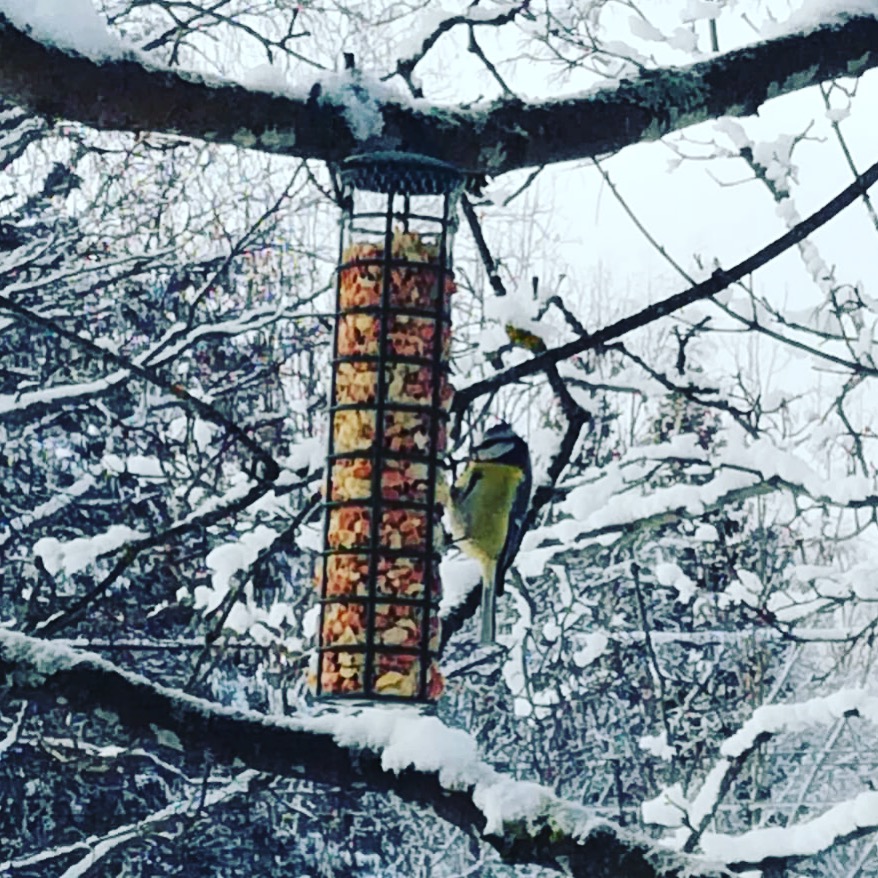 Bird feeding