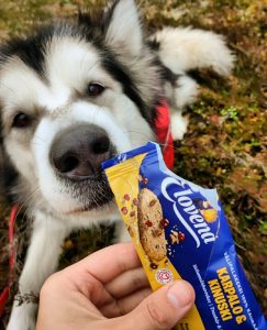 Viima on a snack break