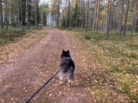 Nalle heading to Porsaanharju