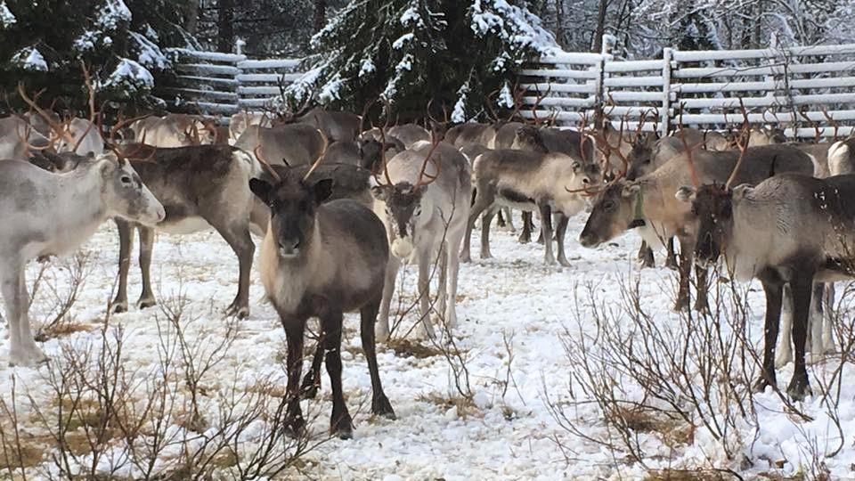 Reindeers