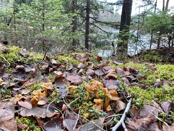 Funnel chanterelles