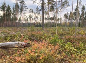 Harjureitti Little Lapland Säkylä