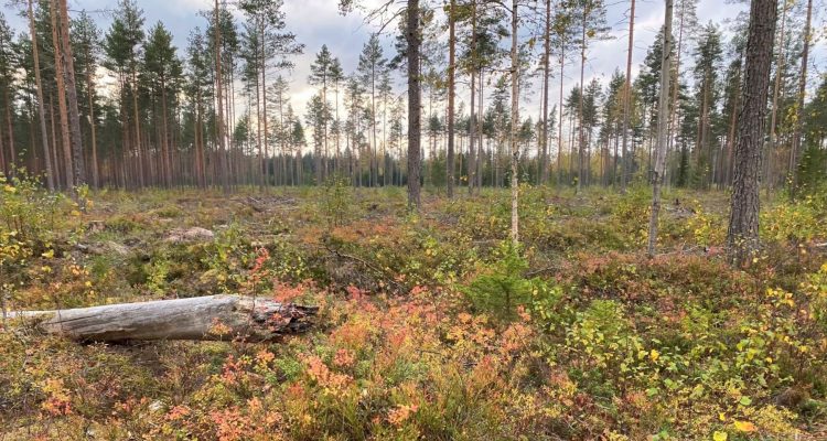 Harjureitti Little Lapland Säkylä