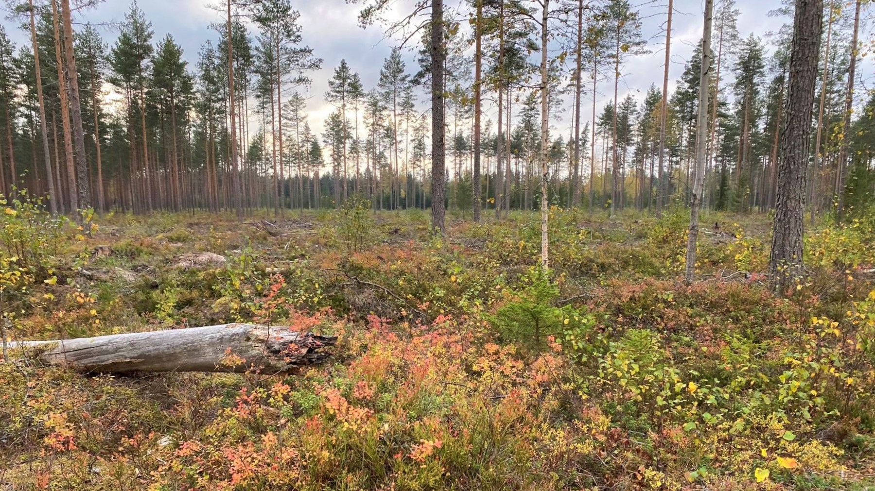 Harjureitti Little Lapland Säkylä