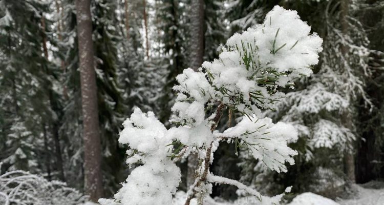 Kettumäki in Liesjärvi National Park