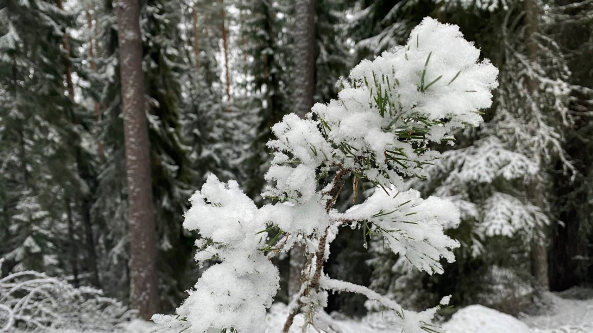 Kettumäki in Liesjärvi National Park