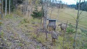 Deer hunting in Finland