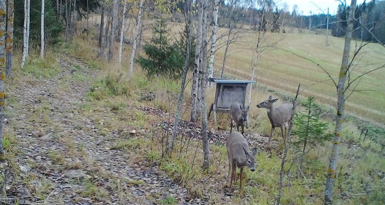 Deer hunting in Finland