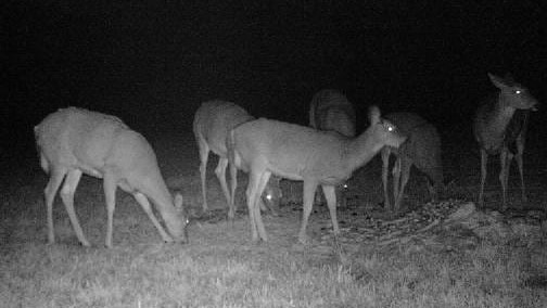 Deers at night