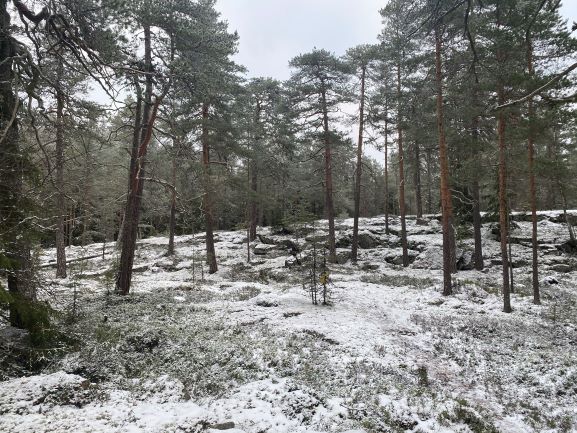 Metsokallio