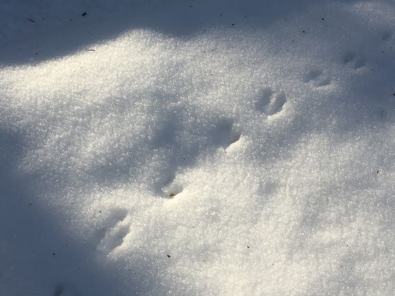 Animal tracks on the snow