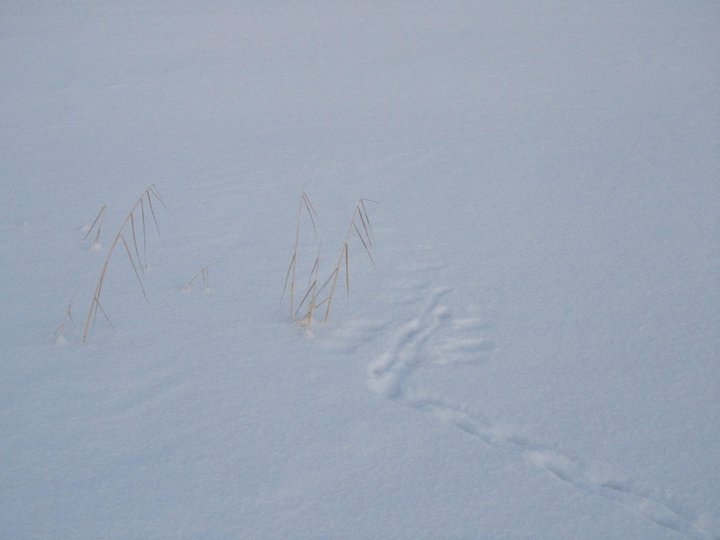 Bird tracks on the snow