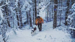 Overnight visit to Isojärvi National Park in winter