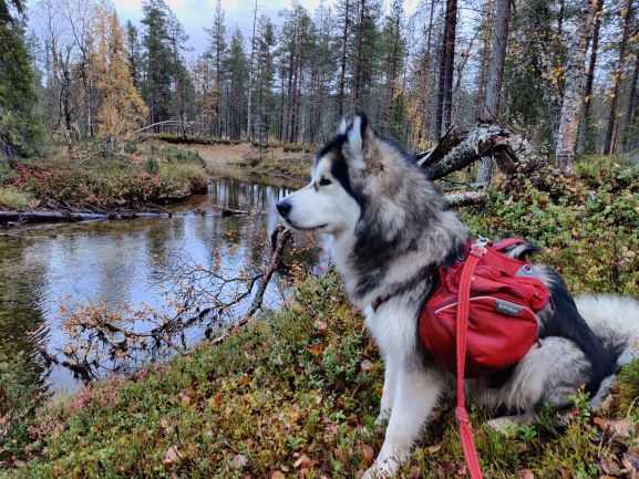 On the river bank