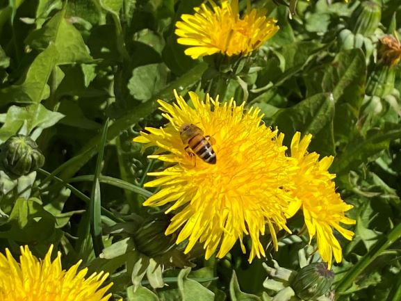 Dandelion is a common wild herb in Finland