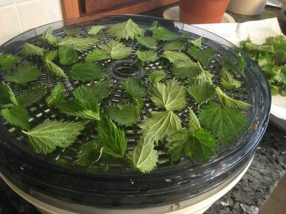 Drying nettles