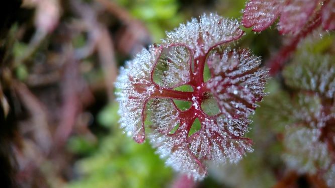 Finnish flora and fauna