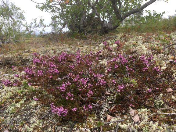 Heather flowers