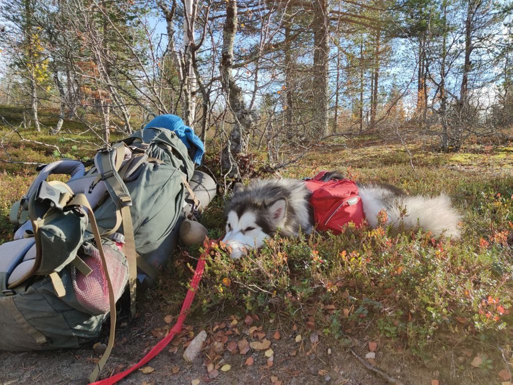 Hiking with a dog 