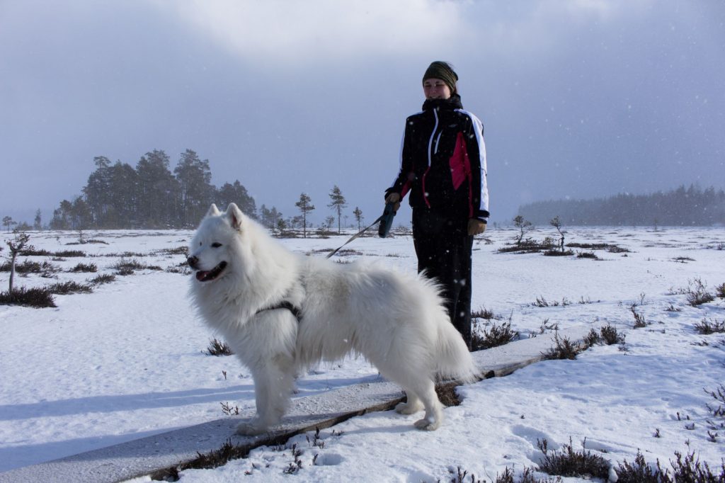 Samoyed