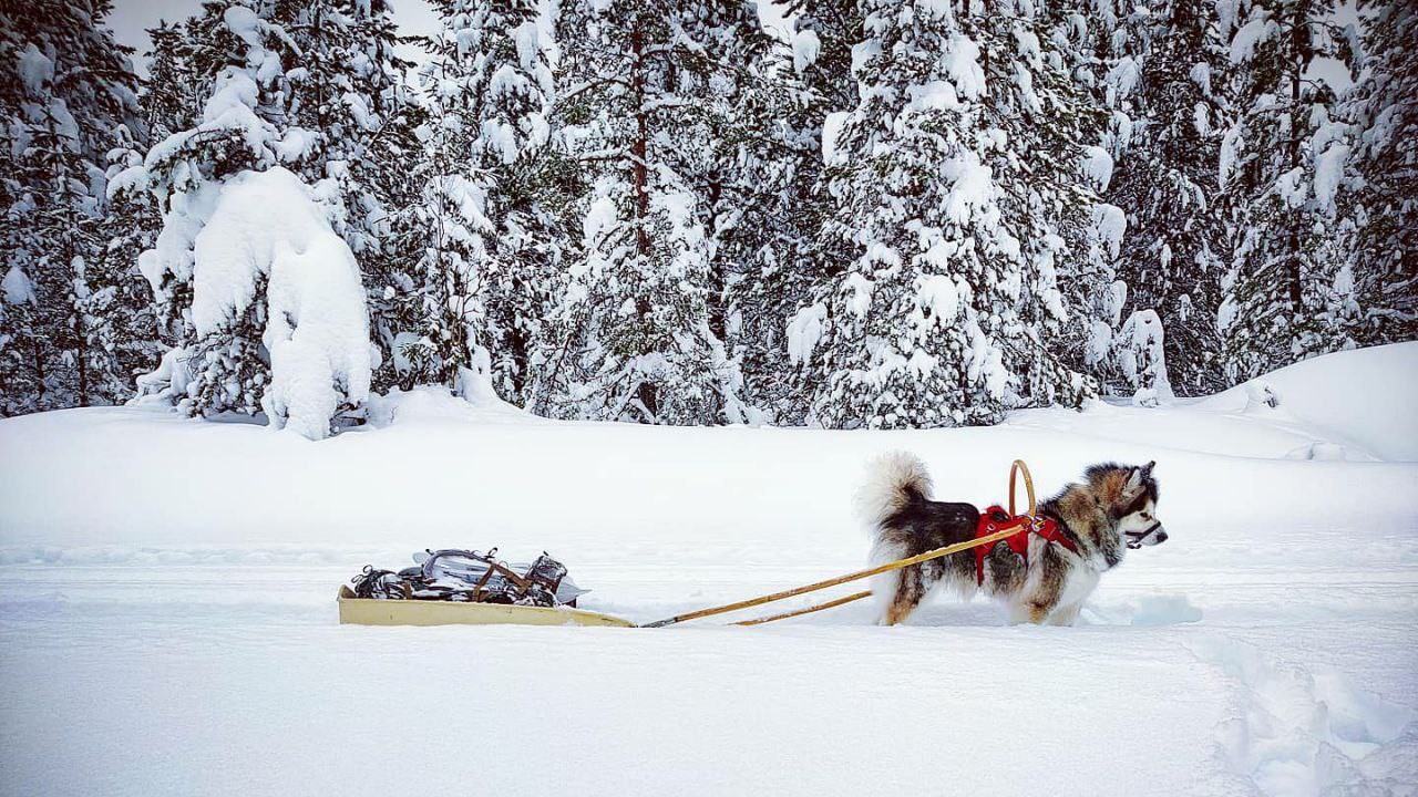 Trekking with a dog