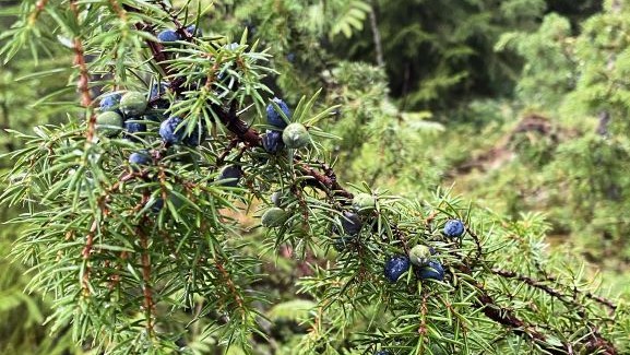 Wild herbs in Finland