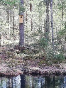 Birdhouse by a river