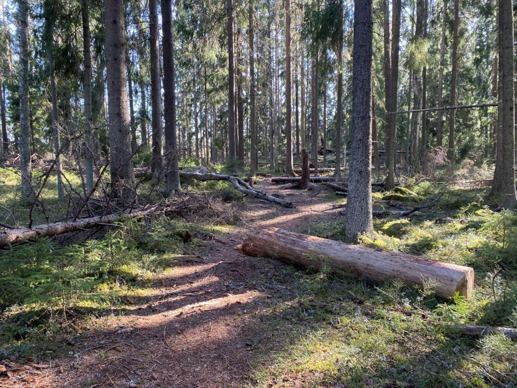 Fallen trees at Heinisuo