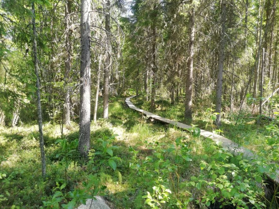 Heinäjoki nature trail in summer