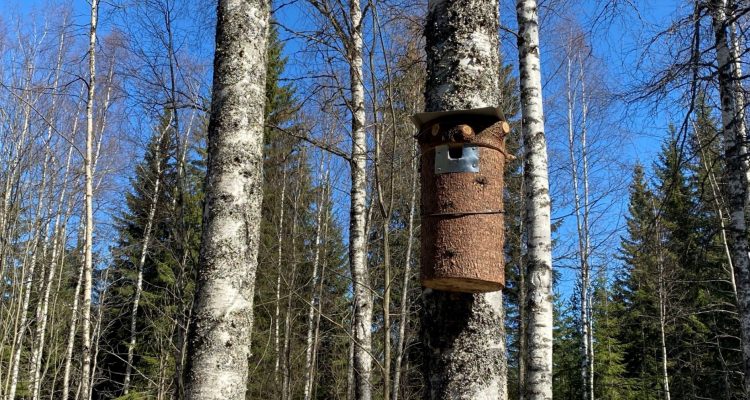 Making birdhouses