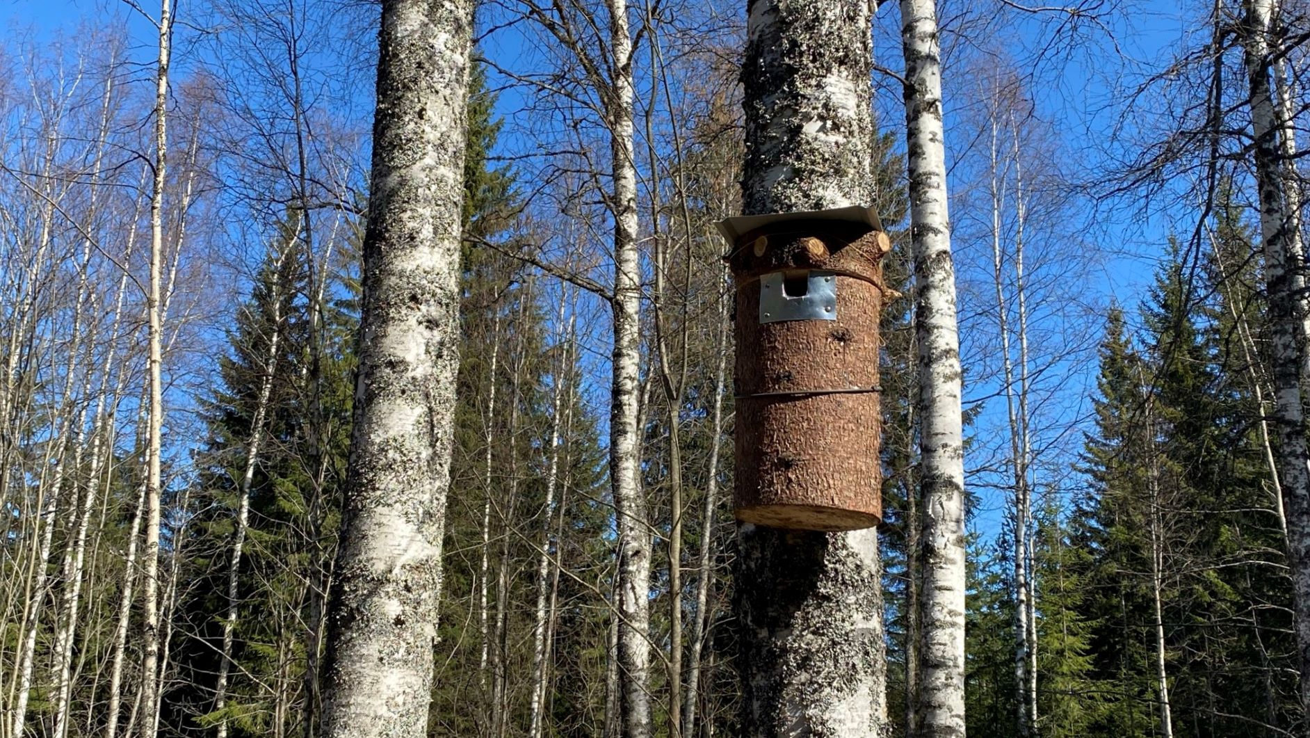 Making birdhouses