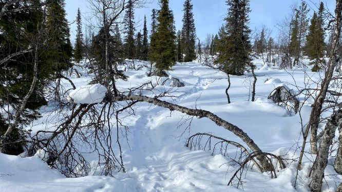 Snowshoeing trail in Lapland