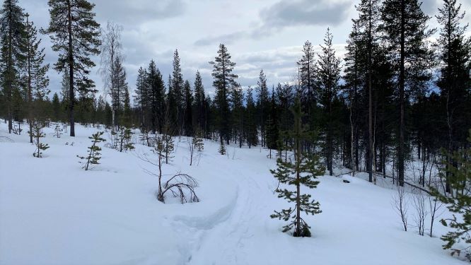 Snowshoeing trail