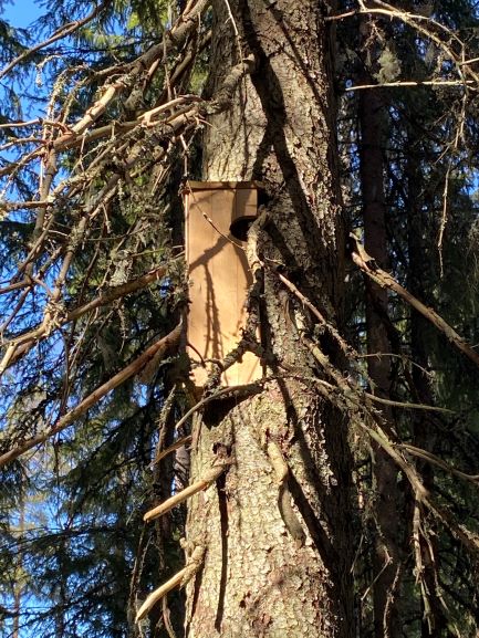 Treecreeper house