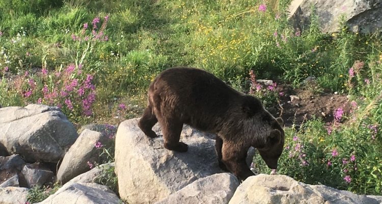 Wildlife in Finland