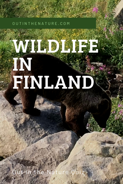 Pin it! Wildlife in Finland Quiz