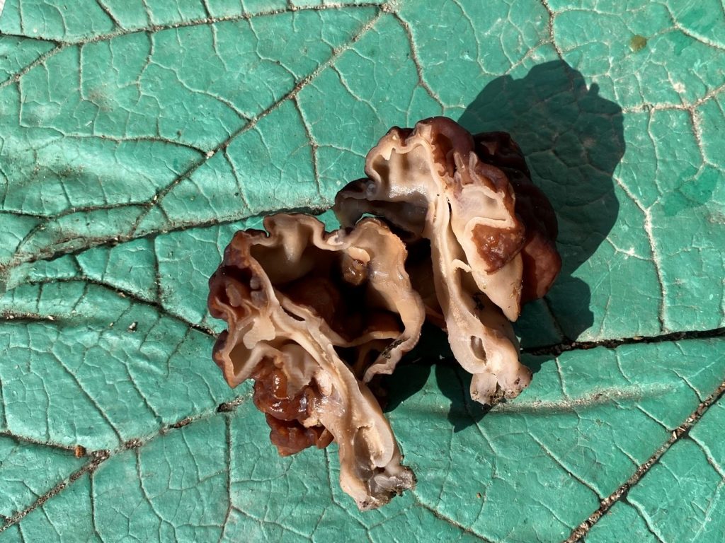 False morel cut in half