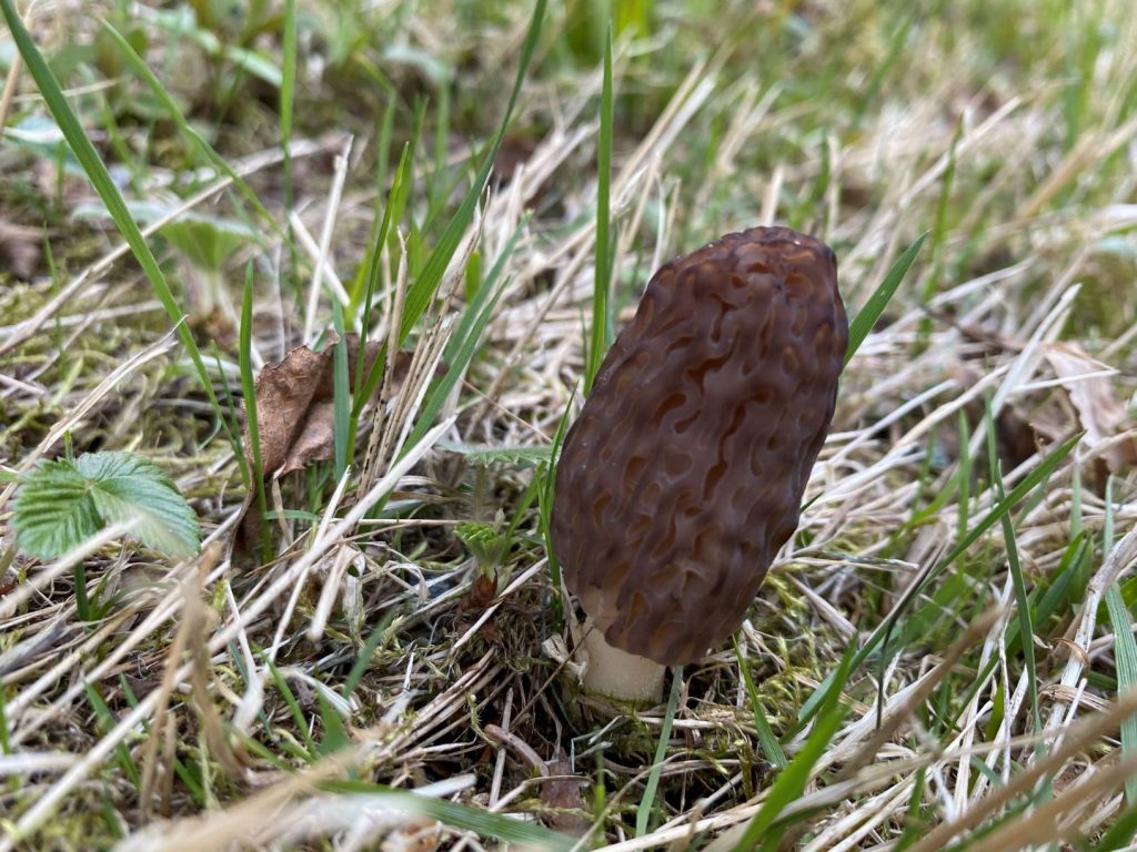 Morchella elata