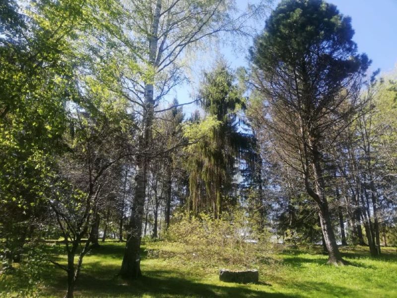 Trees at Alakestilä Arboretum 2