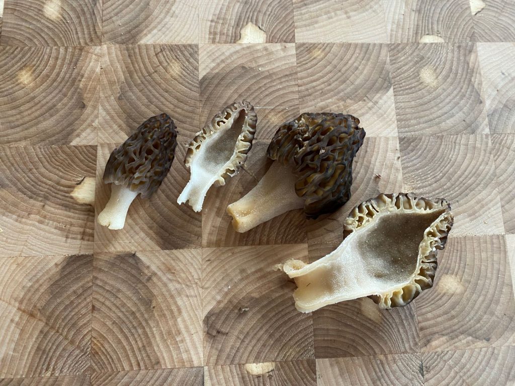 True morels cut in half