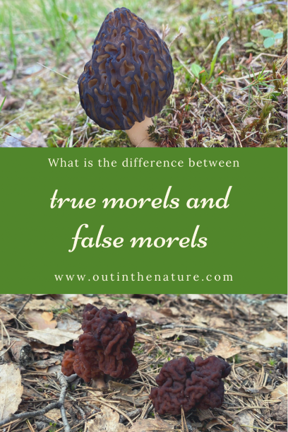 What is the difference between true morels and false morels Pinterest