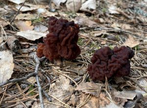 Falee morels
