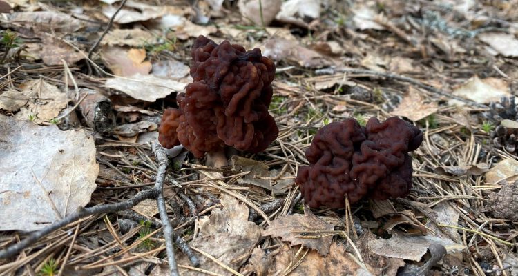 Falee morels