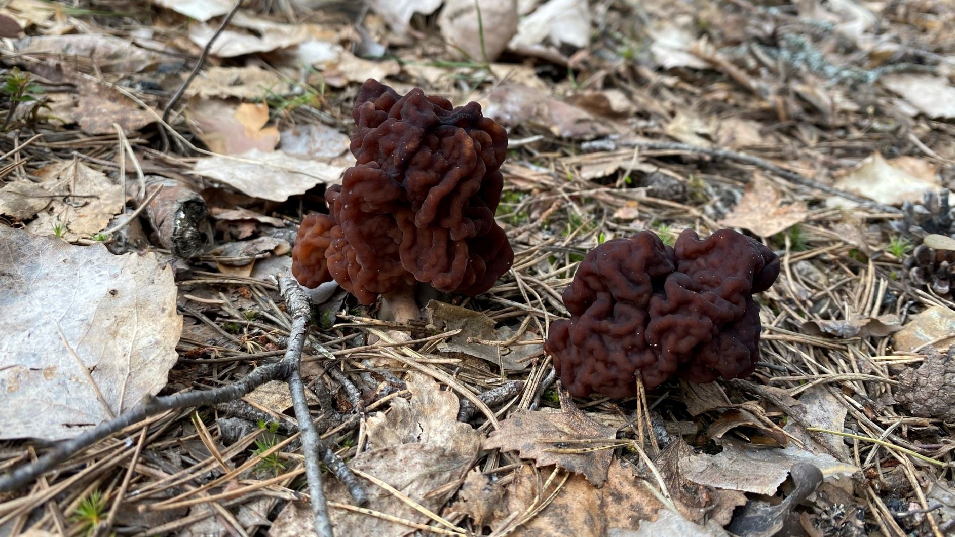 Falee morels