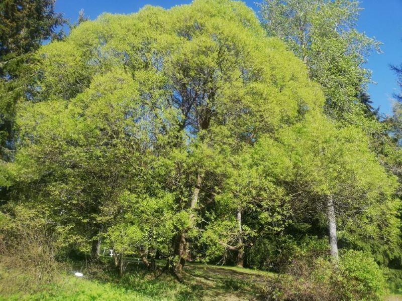 Alakestilä Arboretum 